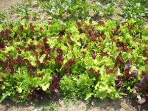Salad Mix really does grow mixed in the field!